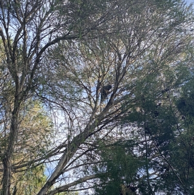 Callocephalon fimbriatum (Gang-gang Cockatoo) at Curtin, ACT - 4 Mar 2023 by Hannah