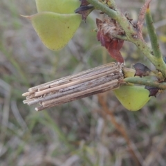 Clania lewinii (Lewin's case moth) at Boorowa, NSW - 23 Oct 2022 by michaelb