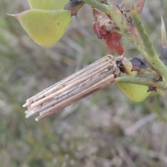 Clania lewinii at Boorowa, NSW - 23 Oct 2022