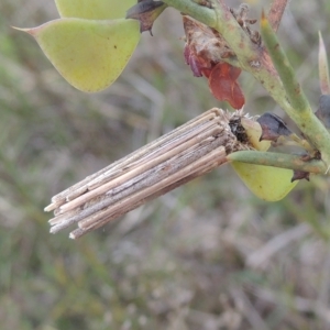 Clania lewinii at Boorowa, NSW - 23 Oct 2022