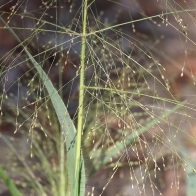 Panicum effusum (Hairy Panic Grass) at Wodonga, VIC - 3 Mar 2023 by KylieWaldon