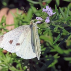 Pieris rapae (Cabbage White) at Wodonga, VIC - 3 Mar 2023 by KylieWaldon