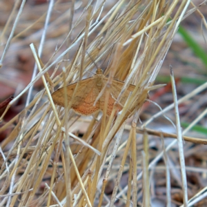 Scopula rubraria at Higgins, ACT - 4 Mar 2023 02:22 PM