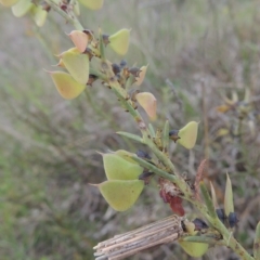 Daviesia genistifolia (Broom Bitter Pea) at Boorowa, NSW - 23 Oct 2022 by MichaelBedingfield
