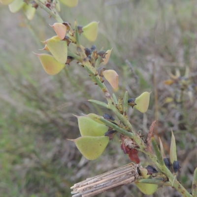 Daviesia genistifolia (Broom Bitter Pea) at Boorowa, NSW - 23 Oct 2022 by MichaelBedingfield
