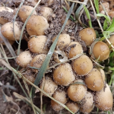 zz agaric (stem; gill colour unknown) at Narrabundah, ACT - 5 Mar 2023 by WildReverence