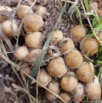 zz agaric (stem; gill colour unknown) at Narrabundah, ACT - 4 Mar 2023 by WildReverence