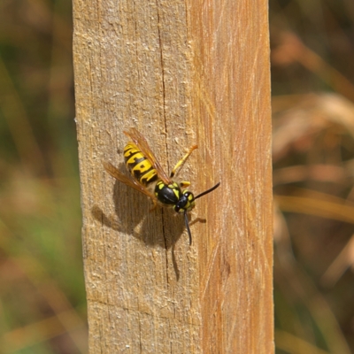 Vespula germanica (German Yellowjacket Wasp (also known as European Wasp)) at Higgins, ACT - 4 Mar 2023 by MichaelWenke