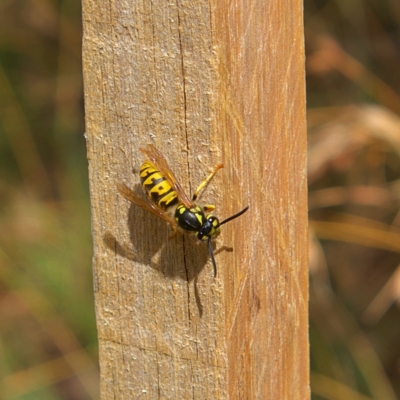 Vespula germanica (European wasp) at Higgins, ACT - 4 Mar 2023 by Trevor