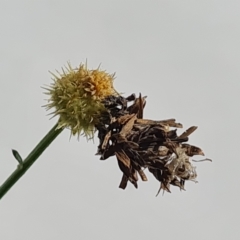 Heliocosma melanotypa (A tortrix or leafroller moth) at Isaacs, ACT - 4 Mar 2023 by Mike