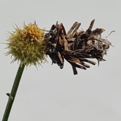 Heliocosma melanotypa at Isaacs, ACT - suppressed