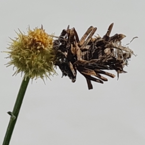 Heliocosma melanotypa at Isaacs, ACT - suppressed