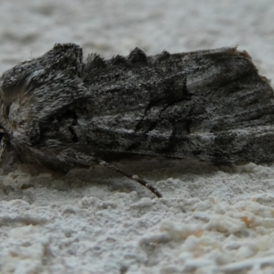 Neumichtis nigerrima (Black Turnip Moth) at Charleys Forest, NSW - 4 Mar 2023 by arjay