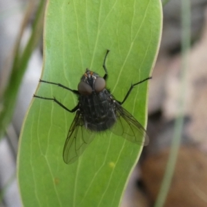 Calliphora vicina at Charleys Forest, NSW - 4 Mar 2023