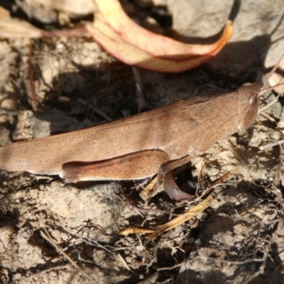 Goniaea opomaloides (Mimetic Gumleaf Grasshopper) at Charleys Forest, NSW - 4 Mar 2023 by arjay