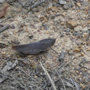 Goniaea australasiae at Charleys Forest, NSW - 4 Mar 2023