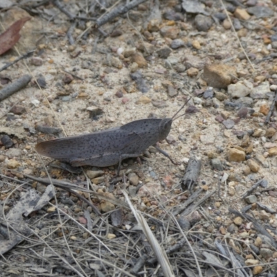 Goniaea australasiae (Gumleaf grasshopper) at Mongarlowe River - 4 Mar 2023 by arjay