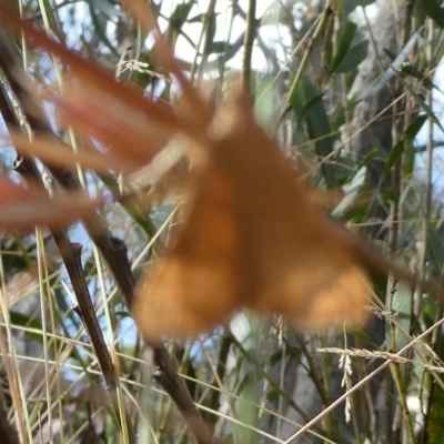 Uresiphita ornithopteralis (Tree Lucerne Moth) at Charleys Forest, NSW - 4 Mar 2023 by arjay