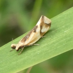 Thema chlorochyta (A Concealer moth) at Mongarlowe River - 4 Mar 2023 by arjay