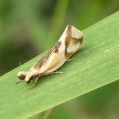 Thema chlorochyta (A Concealer moth) at Mongarlowe River - 4 Mar 2023 by arjay