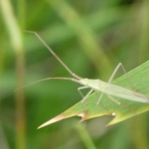 Mutusca brevicornis at Charleys Forest, NSW - 4 Mar 2023