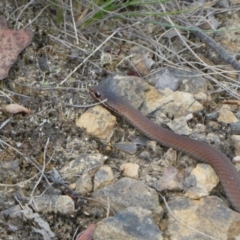Drysdalia coronoides (White-lipped Snake) at Mongarlowe River - 4 Mar 2023 by arjay