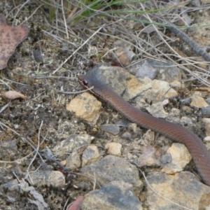 Drysdalia coronoides at Charleys Forest, NSW - 4 Mar 2023