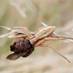 Runcinia acuminata (Pointy Crab Spider) at Cook, ACT - 3 Mar 2023 by CathB