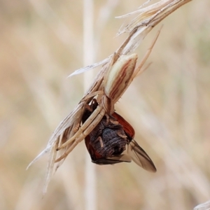 Runcinia acuminata at Cook, ACT - 3 Mar 2023 08:15 AM