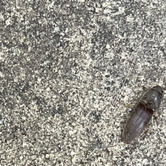 Monocrepidus sp. (genus) (Click beetle) at Braddon, ACT - 3 Mar 2023 by Hejor1