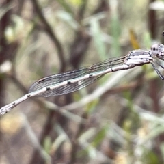 Austrolestes leda (Wandering Ringtail) at Ainslie, ACT - 4 Mar 2023 by Hejor1