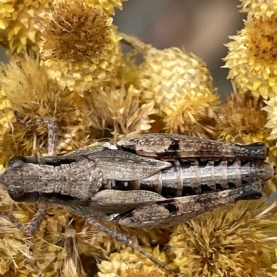 Phaulacridium vittatum (Wingless Grasshopper) at Ainslie, ACT - 4 Mar 2023 by Hejor1