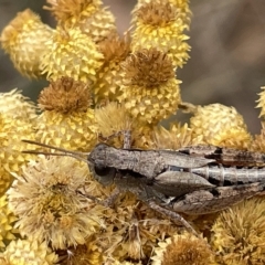 Phaulacridium vittatum at Ainslie, ACT - 4 Mar 2023 11:50 AM