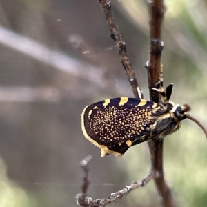 Cebysa leucotelus at Ainslie, ACT - 4 Mar 2023