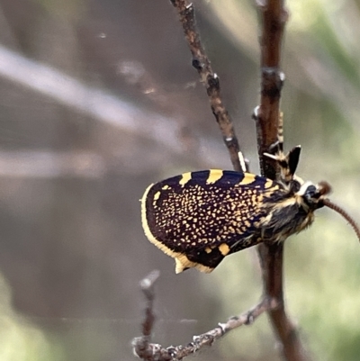 Cebysa leucotelus (Australian Bagmoth) at Ainslie, ACT - 4 Mar 2023 by Hejor1