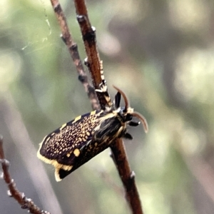 Cebysa leucotelus at Ainslie, ACT - 4 Mar 2023