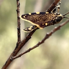 Cebysa leucotelus at Ainslie, ACT - 4 Mar 2023