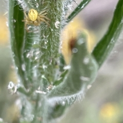 Australomisidia pilula (Lozenge-shaped Flower Spider) at Mount Ainslie - 4 Mar 2023 by Hejor1