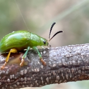 Calomela pallida at Ainslie, ACT - 4 Mar 2023