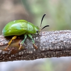 Calomela pallida at Ainslie, ACT - 4 Mar 2023