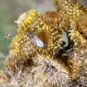 Nysius sp. (genus) at Ainslie, ACT - 4 Mar 2023