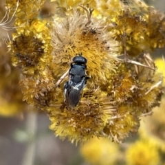 Chalcididae (family) (Unidentified chalcid wasp) at Ainslie, ACT - 4 Mar 2023 by Hejor1