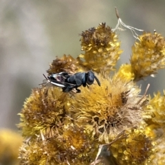 Chalcididae (family) at Ainslie, ACT - 4 Mar 2023 12:30 PM