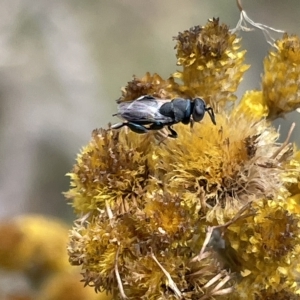 Chalcididae (family) at Ainslie, ACT - 4 Mar 2023