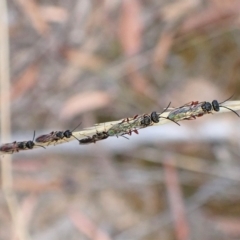 Diamma bicolor (Blue ant, Bluebottle ant) at Aranda Bushland - 2 Mar 2023 by CathB