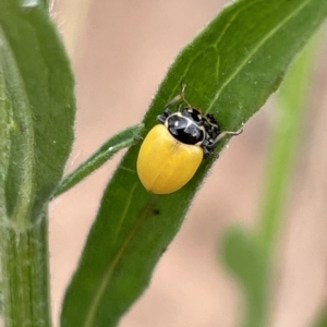 Hippodamia variegata at Ainslie, ACT - 4 Mar 2023