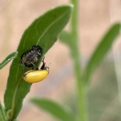 Hippodamia variegata at Ainslie, ACT - 4 Mar 2023