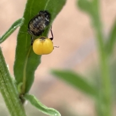 Hippodamia variegata at Ainslie, ACT - 4 Mar 2023