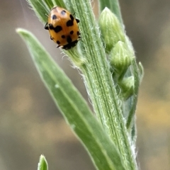 Hippodamia variegata (Spotted Amber Ladybird) at Ainslie, ACT - 4 Mar 2023 by Hejor1