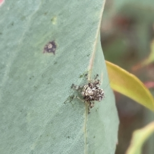 Brunotartessus fulvus at Ainslie, ACT - 4 Mar 2023 12:47 PM